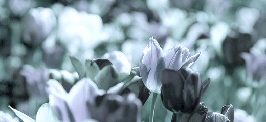tinted tulips concept