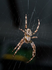 Cross Spider hanging in a net