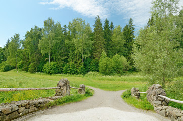 Forest landscape in summer.
