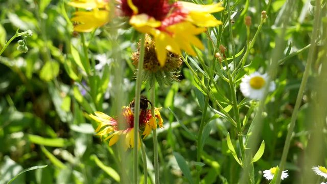 A large bumblebee creeps on a yellow flower