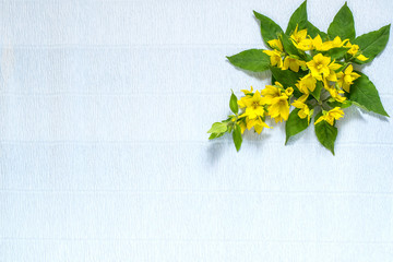 Festive flower arrangement on white background