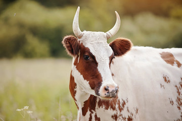 Portrait of a cow, white with red spots.