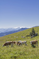 Fototapeta na wymiar Kuhherde vor Alpenpanorama