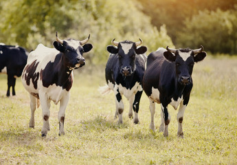 Three young black-and-white bull-calves