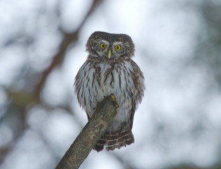 Eurasian pygmy owl (Glaucidium passerinum) on the branch