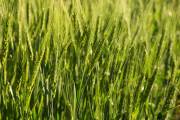 Spikelets on wheat field, closeup