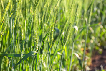 Fototapeta na wymiar Spikelets on wheat field, closeup