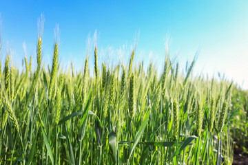 Beautiful wheat field with blue sky on background