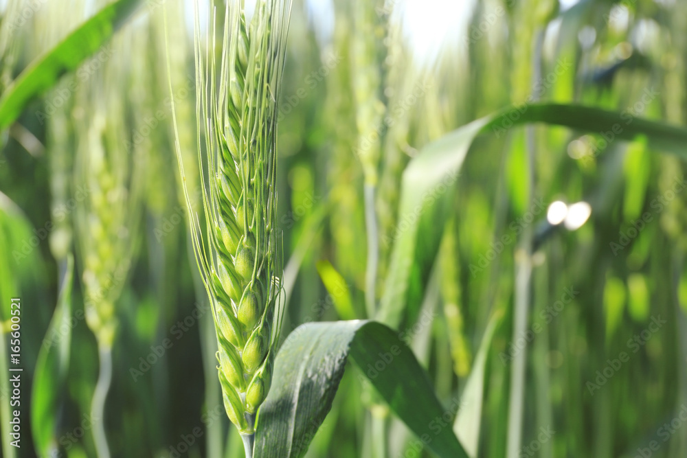 Poster beautiful spikelet on wheat field, closeup