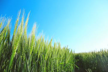Beautiful wheat field with blue sky on background