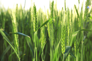 Spikelets on wheat field, closeup