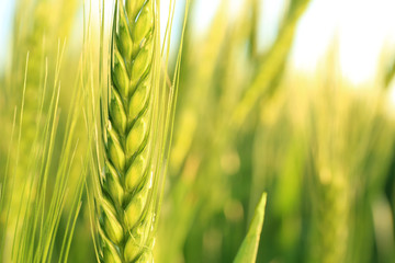 Beautiful spikelet on wheat field, closeup © Africa Studio