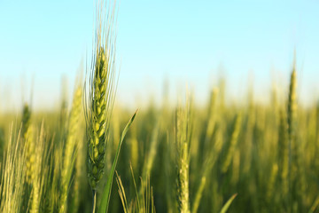 Beautiful spikelet on wheat field, closeup