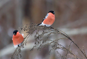 Two bullfinches (Pyrrhula pyrrhula) on the dry branch of plant