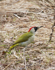 European green woodpecker (Picus viridis) on the dry grass