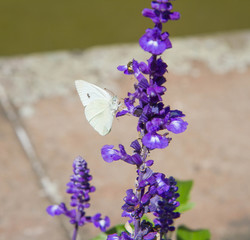 Butterfly of the family Pieridae on sage flowers