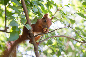Red squirrel  (Sciurus vulgaris)