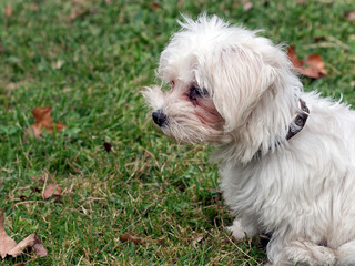 Small white fluffy dog. Old but cute.