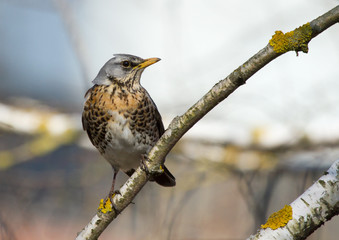 Fieldfare (Turdus pilaris) on the branch
