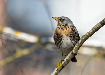 Fieldfare (Turdus pilaris) on the branch