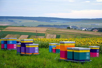 The valley of hives and sunflowers