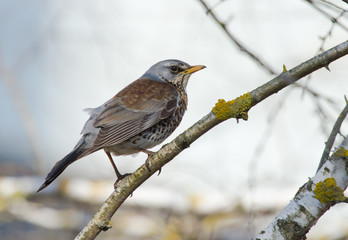 Fieldfare (Turdus pilaris) on the branch