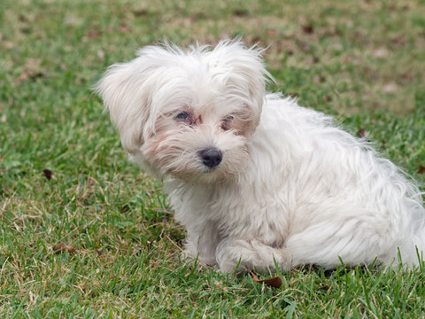 Small white fluffy dog. Old but cute.