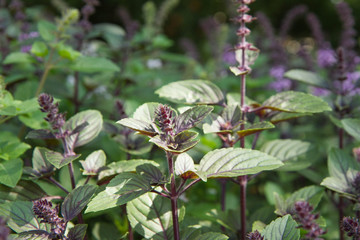Mint growing in a garden