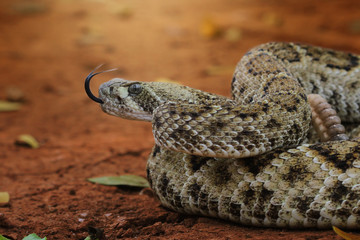 Snake, Diamondback Rattlesnake