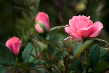 Miniature Pink Rose in Full Bloom