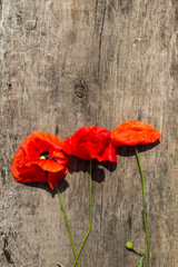 Fototapeta na wymiar Red poppy flowers on wooden background