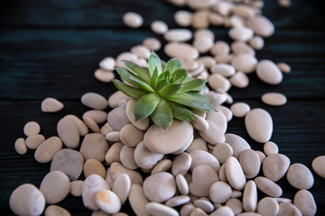 Succulent plant and white pebbles / Set of white stones and cactus plant on black hardwood floor 