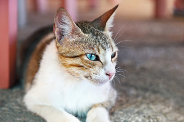beautiful cat profile sitting under the chairs at a greek tavern