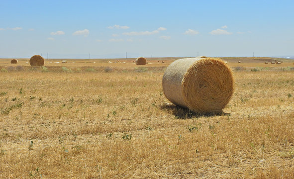 Saman Balyaları