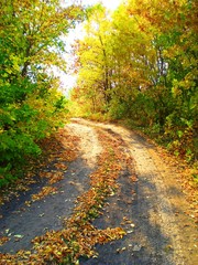 Naklejka premium Golden autumn