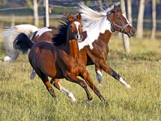 Playful Bay Arabian Filly and Pinto Gelding running together in summer meadow, close up
