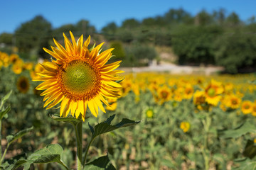 Landscape with sunflower