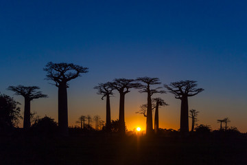 Sunset on baobab trees