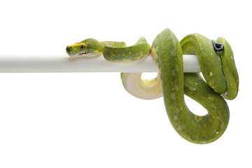 Green tree python isolated on white background