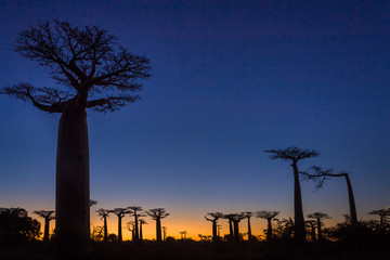 Sunset on baobab trees