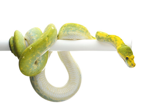 Green Tree Python Albino