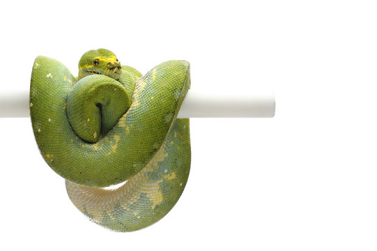 Green tree python isolated on white background