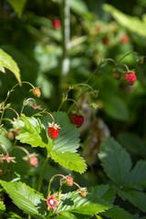 Close-up of a wild strawberry (or woodland strawberry, Alpine strawberry, European strawberry, or fraisier des bois) (Fragaria vesca) on a sunny day.