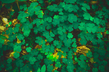 Green lucky clover leaf - 165603328