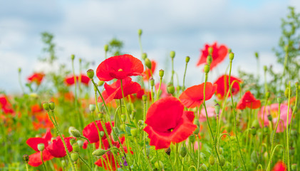 Obraz premium Flowers blooming in a field in sunlight in summer