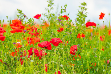 Flowers blooming in a field in sunlight in summer