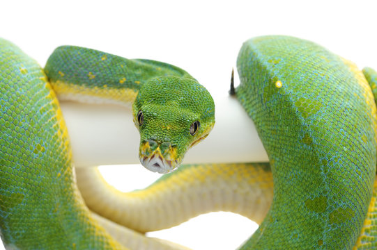 Green tree python isolated on white background