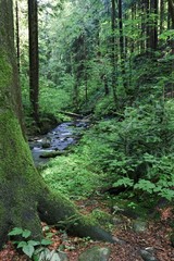 Waterfall on a river in a forestWaterfall on a river in a Waterfall on a river in a forest