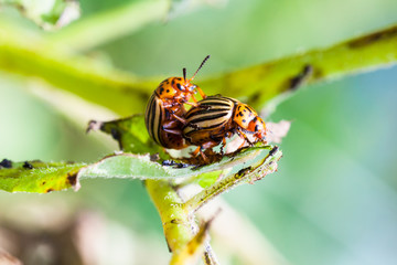 pair of colorado potato bugs on potato bush