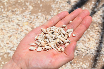 Schnecken / Galil&auml;isches Meer